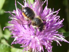 Megachile willughbiella
