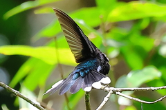 Campylopterus hemileucurus