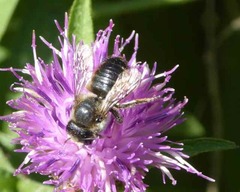 Megachile willughbiella