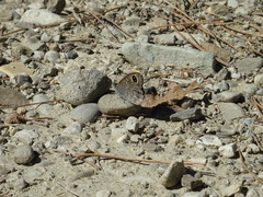 Lasiommata