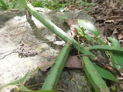 Selenicereus spinulosus