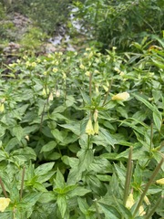 Epilobium luteum
