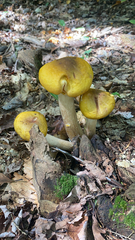 Armillaria mellea