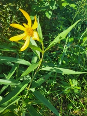 Helianthus hirsutus
