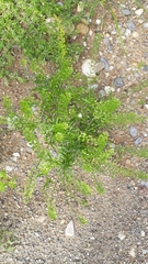 Lepidium densiflorum