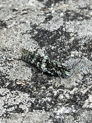 Trimerotropis saxatilis