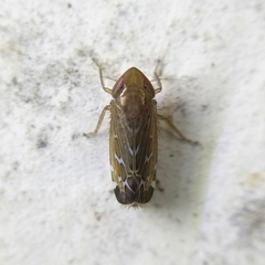 Deltocephalini