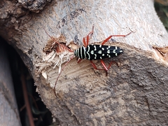 Placosternus erythropus