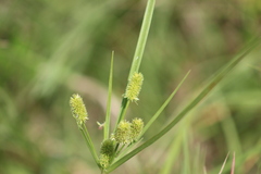 Cyperus retrorsus