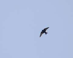 Progne cryptoleuca