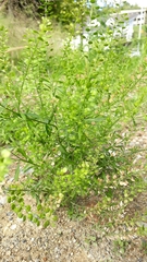 Lepidium densiflorum