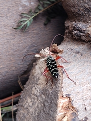 Placosternus erythropus
