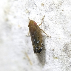 Deltocephalini