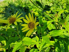 Helianthus hirsutus