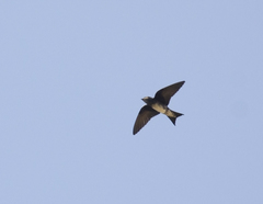 Progne cryptoleuca