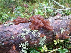 Phaeotremella foliacea