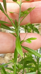 Lepidium densiflorum