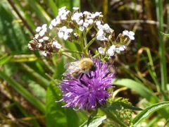 Bombus pascuorum