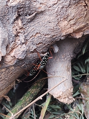 Placosternus erythropus