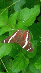 Anartia fatima