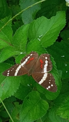 Anartia fatima