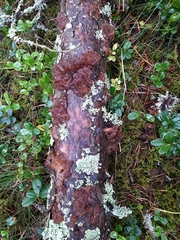 Phaeotremella foliacea