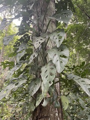 Monstera acuminata