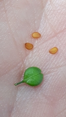 Lepidium densiflorum