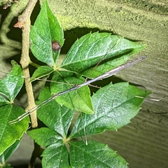 Emesaya brevipennis