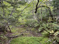 Betula alleghaniensis