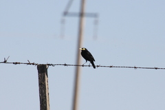 Hymenops perspicillatus