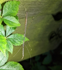 Emesaya brevipennis