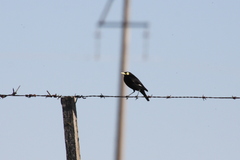 Hymenops perspicillatus