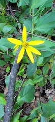 Helianthus hirsutus