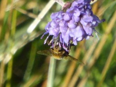 Eristalis intricaria