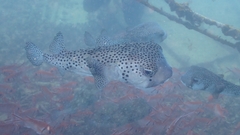 Chilomycterus reticulatus