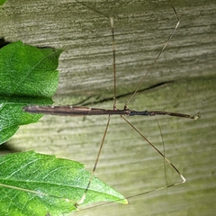 Emesaya brevipennis