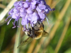 Eristalis intricaria
