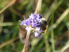 Eristalis intricaria