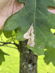 Stigmella quercipulchella