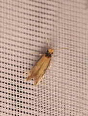 Tinea apicimaculella