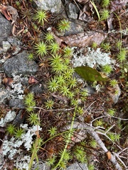 Stereocaulon saxatile