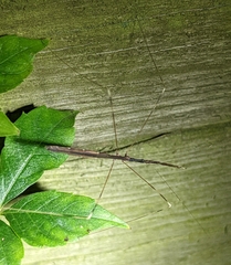 Emesaya brevipennis