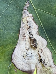 Stigmella quercipulchella