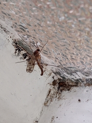 Keroplatidae
