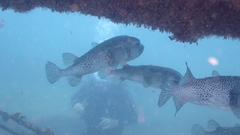 Chilomycterus reticulatus