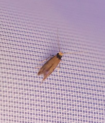 Tinea apicimaculella