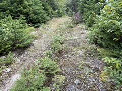 Stereocaulon saxatile