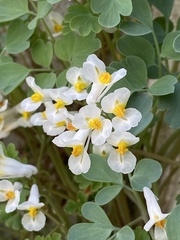 Pseudofumaria alba acaulis