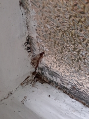 Keroplatidae